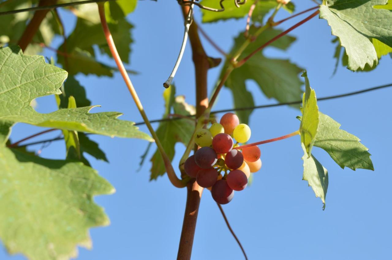 Bed & Tours Dimora Di Campagna Bed & Breakfast Castelnuovo Belbo Exterior foto