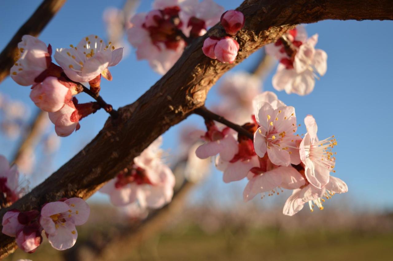 Bed & Tours Dimora Di Campagna Bed & Breakfast Castelnuovo Belbo Exterior foto